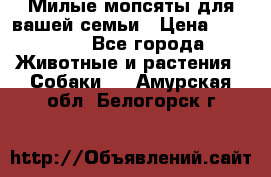 Милые мопсяты для вашей семьи › Цена ­ 20 000 - Все города Животные и растения » Собаки   . Амурская обл.,Белогорск г.